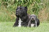 CANE CORSO 1284